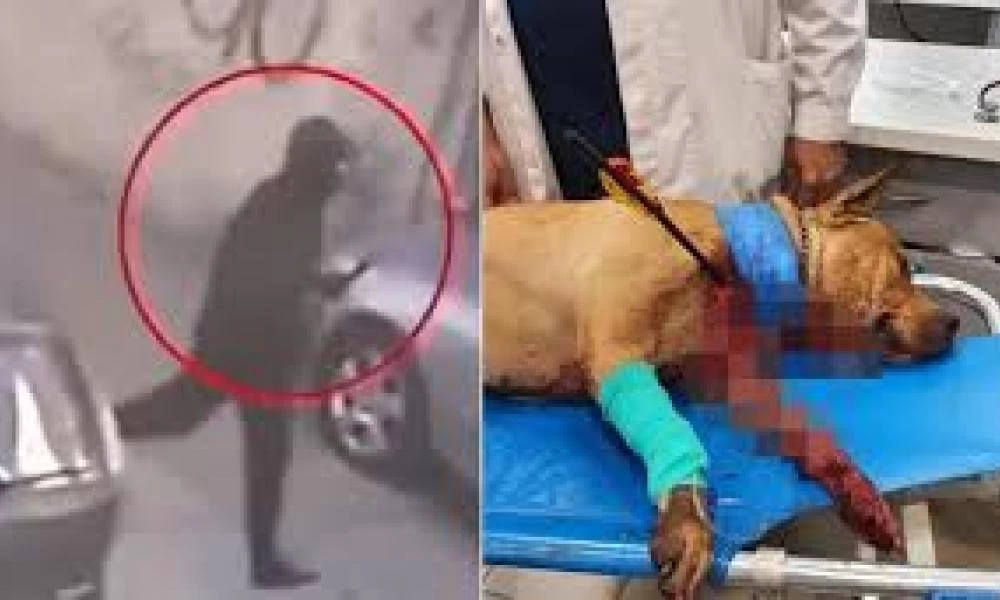Τα στοιχεία της εκτέλεσης σκύλου με τόξο στη Πετρούπολη